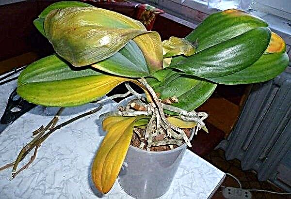 Warum färben sich die Blätter an der Orchidee gelb: Was tun und wie speichern?, Ursachen und Behandlung, häusliche Pflege, Fotos, Video