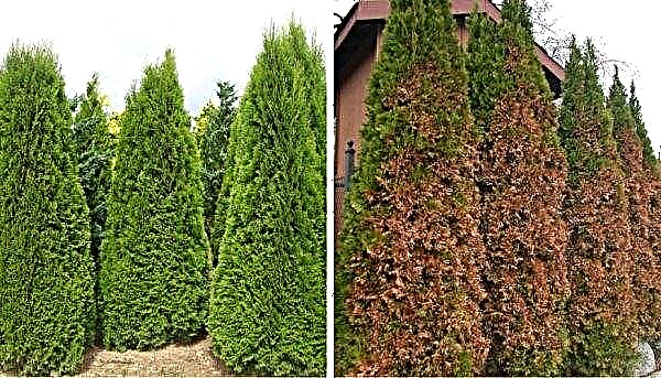 Thuja turn yellow: why and what to do, how to treat, if it rusts from the inside, in summer, autumn and after winter