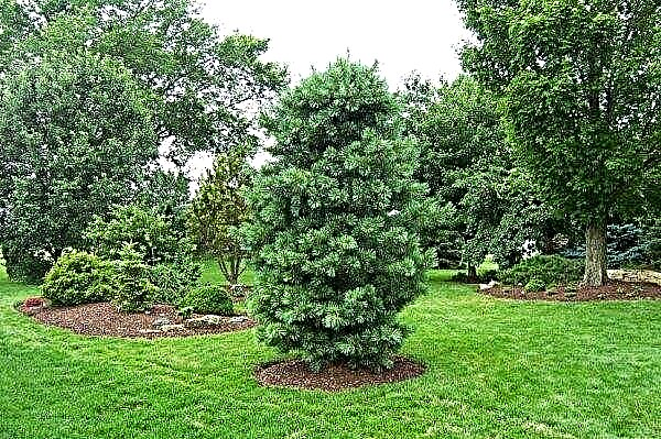 Koreaanse cederden (Pinus koraiensis), zijn variëteiten: boombeschrijving, planten en verzorgen, foto