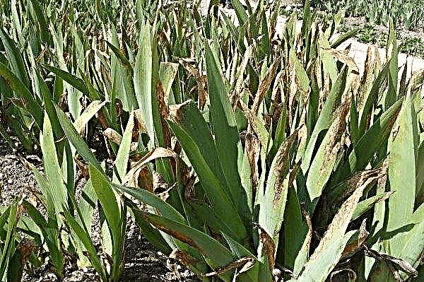 Ketika iris dapat dibagi dan ditransplantasikan setelah berbunga, ke tempat lain, di musim semi, musim panas atau musim gugur