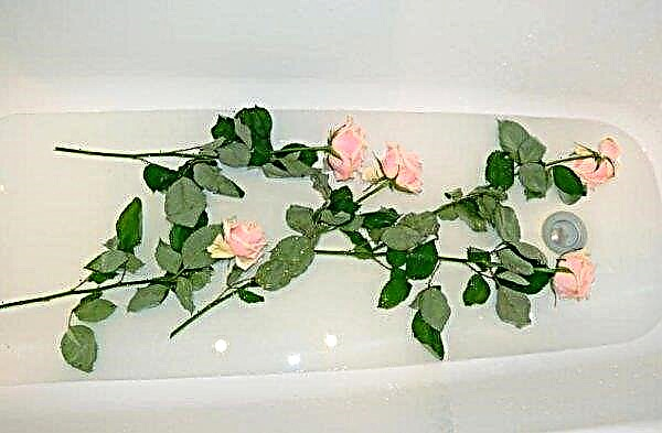 How to reanimate wilted roses at home: effective methods, useful tips, videos