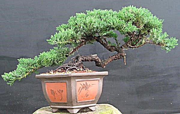 Why the juniper turns yellow: the needles dry and crumble, what to do, how to reanimate