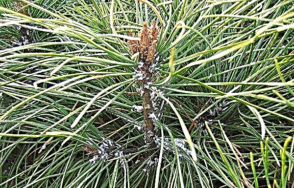 الصنوبر الجبلي Carstens Wintergold (Pinus mugo Carstens Wintergold): الصور والوصف