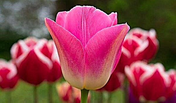 Dynastie des tulipes: description et photo de la plante, ses caractéristiques de croissance, utilisation en aménagement paysager