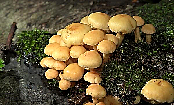 Funghi invernali: una descrizione di quando raccogliere, doppi pericolosi