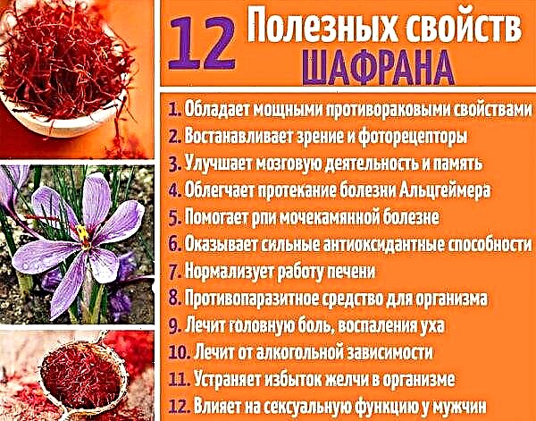 Homeland spices saffron: where and how it grows in the world, Russia, plant photos, useful properties