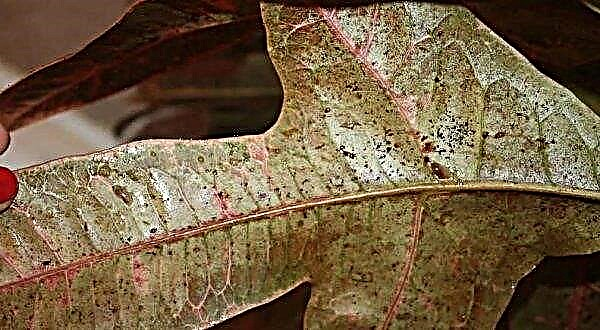 Croton: gatunek ze zdjęciami i nazwami, opieka domowa