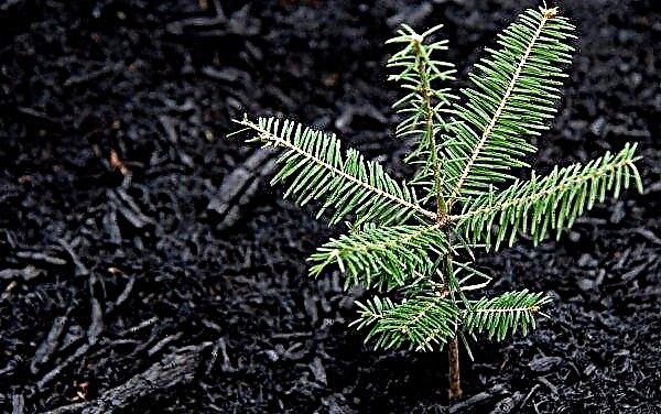 How to propagate fir: propagation by cuttings at home, how to grow a tree from a branch, how to root and plant