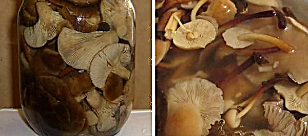 Como preparar um cogumelo escamoso ou dorminhoco, foto