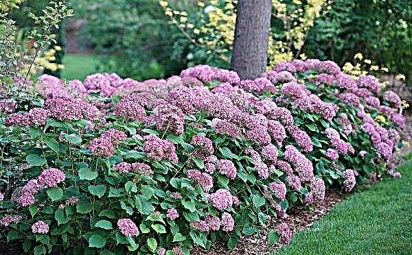 Tree Hydrangea Pink Pincushion: foto en beschrijving van de variëteit