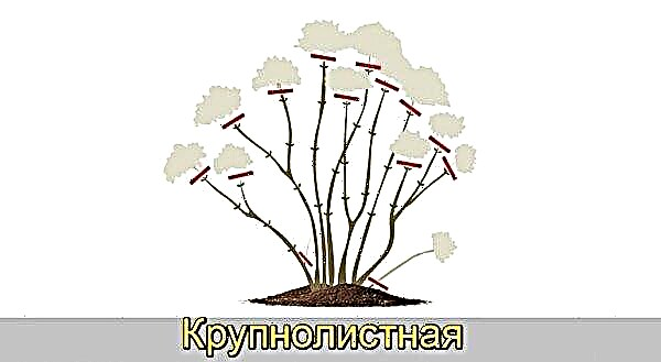 Hydrangea vẻ đẹp rực lửa lá lớn: mô tả, trồng và chăm sóc