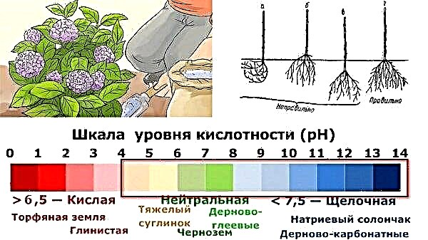 Plantar hortensias en otoño o primavera en campo abierto: cómo y cuándo plantar, panículas, jardín, hojas grandes, plántulas y otros métodos