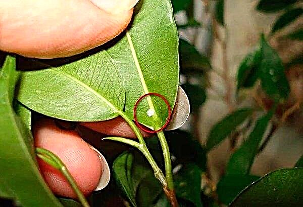 Ficus kinki: home care, photo, transplant, crown formation, signs and superstitions