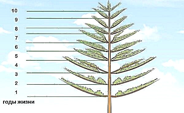 How many years does ordinary pine live in nature, the average and maximum age of a tree