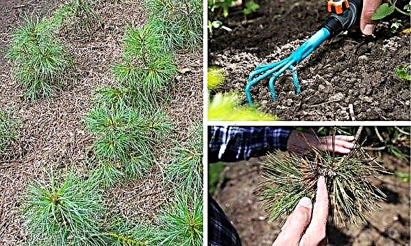 How and what to feed ordinary pine, fertilizers for the rapid growth of young pine