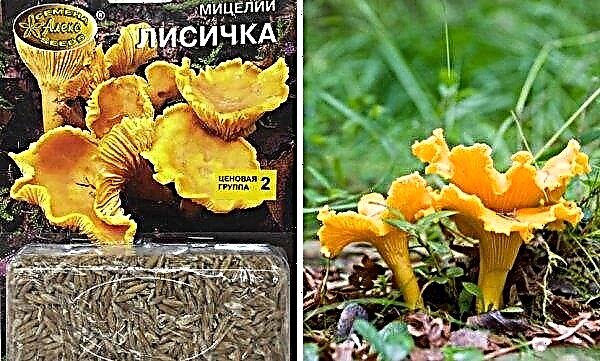 Growing chanterelles at home, how to grow chanterelles in the country step by step, on an industrial scale
