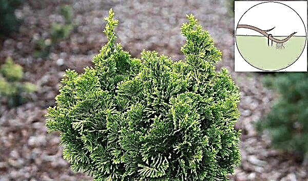 Cypress: planting and care, how to transplant from a pot to open ground in the fall, when and where it is better to plant