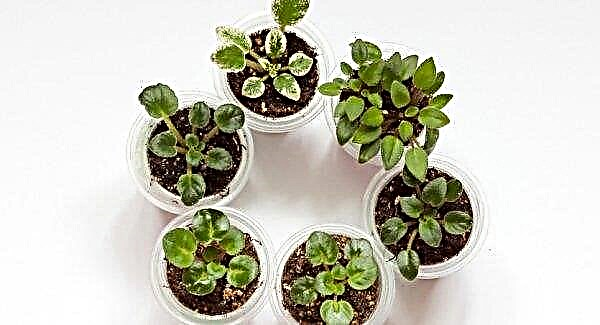 What pots are needed for violets: how to choose the right one, how to plant and care for violets in a pot