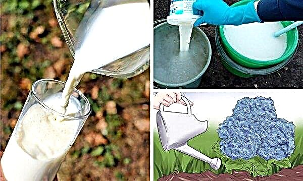 Topping up hydrangea with kefir: how to properly and can be watered, how to fertilize, what kind of kefir is needed, reviews and results after top dressing