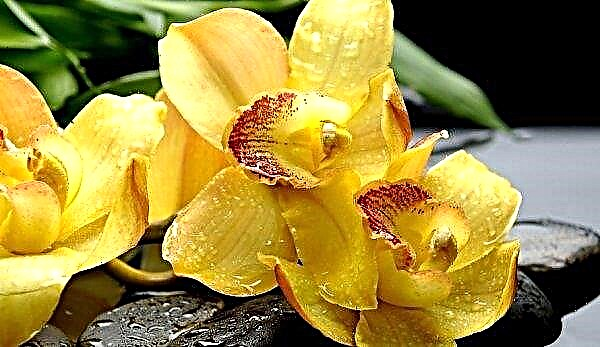 Штеточине орхидеја и њихово лечење, фотографија