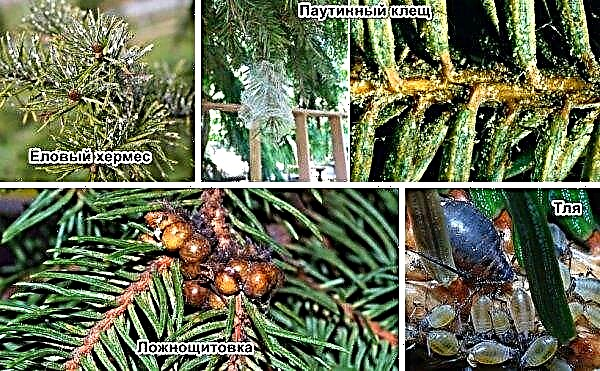 Cây vân sam Canada (thông): mô tả cây, giống, trồng, chăm sóc, sinh sản, bệnh và sâu bệnh, thiết kế cảnh quan