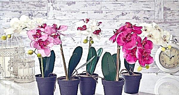 Kodėl phalaenopsis lapai pagelsta: ką daryti ir kaip gydyti gėlę, ypač prižiūrint