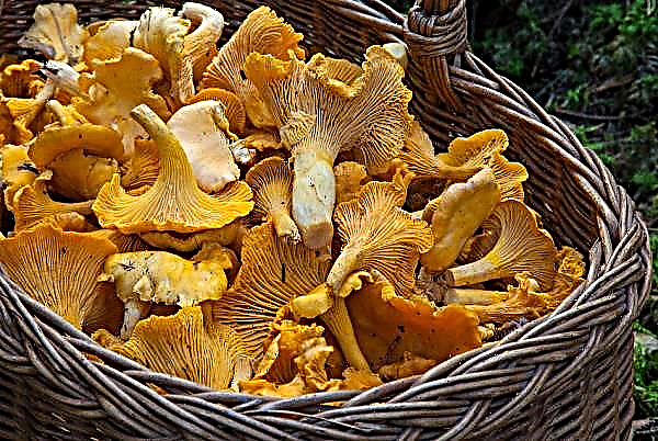 Is it possible to eat raw chanterelle mushrooms: benefit, harm, how many pieces can be eaten