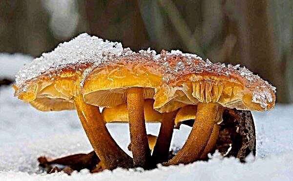 Flammulin-paddenstoel: beschrijving, toxiciteit en geneeskrachtige eigenschappen, oogstseizoen, foto