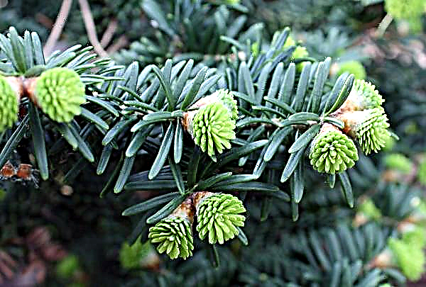 Diseases and pests of fir: how to treat and whether rust can be cured, what to do if the tips turn red