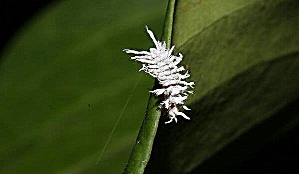 Spathiphyllum Wallis: opis i njega kod kuće s fotografijom