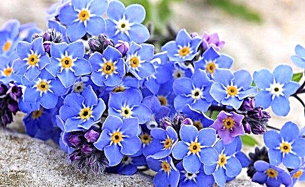 Forget-me-not forest: plant description, "forgetminot" in the forest, growing plants from seeds, photo