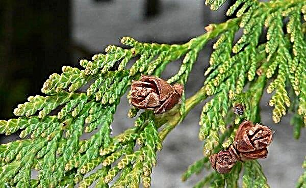 Thuja breeding at home, the main methods of growing