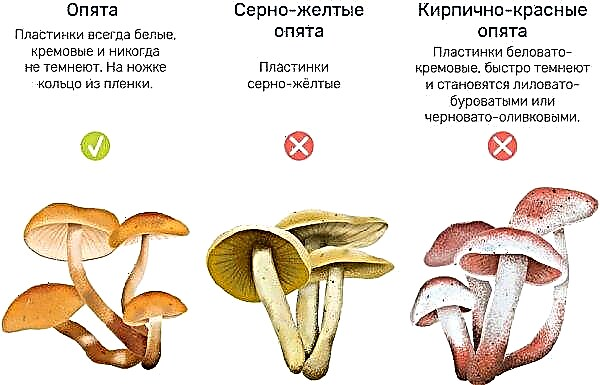 Honey mushrooms: photo and description of how forest mushrooms look on a tree