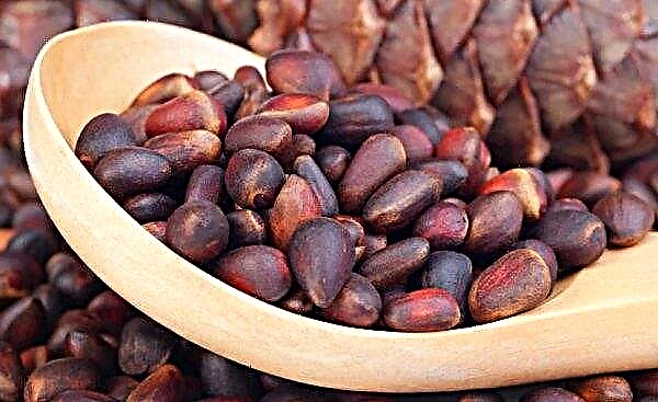 Pourquoi les noix de pin sont amères, comment éliminer l'amertume des grains pelés, est-il possible de manger des fruits rances