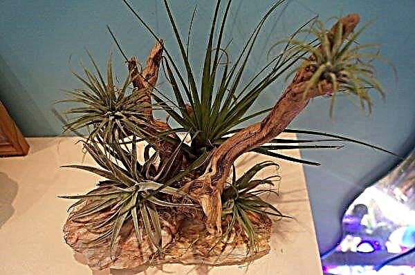 Tillandsia atmospheric: home care, photo, reproduction