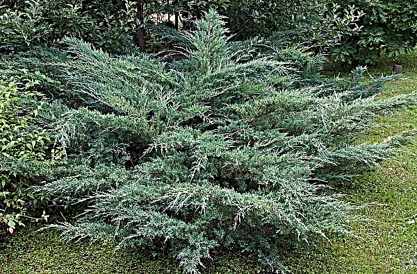 Varieties of fast-growing thuja and juniper, the most frost-resistant, for the Moscow region
