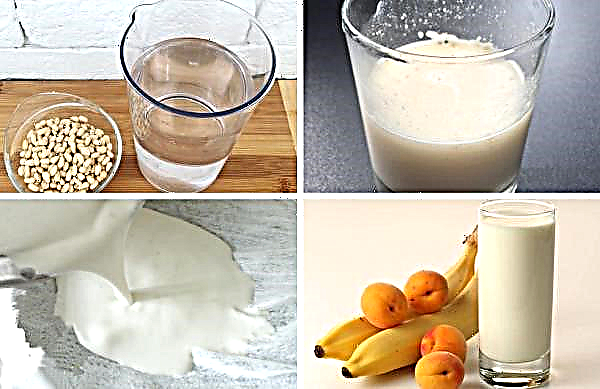 Cedrovo mlijeko: ljekovita svojstva i kontraindikacije, koristi i štete, kako uzimati prilikom dojenja