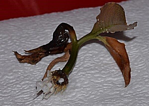 Amorphophallus cognac: deskripsi dan karakteristik tanaman, budidaya dan perawatan di rumah, foto, video