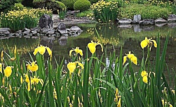 Iris jaune marais: plantation et entretien, application en aménagement paysager du jardin, photo et description