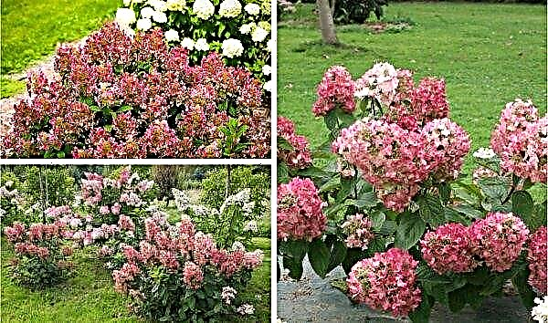 Panicle-hortensia Magical Flame (Hydrangea paniculata Magical Flame): foto en beschrijving van de variëteit, plantkenmerken en regels voor bloemverzorging