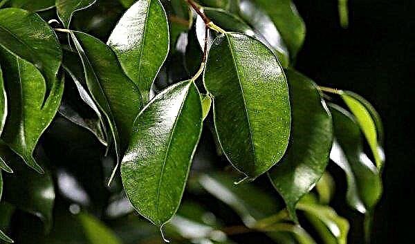 Ficus Benjamin's diseases: the main causes of diseases, how to fight, methods of treatment, photo