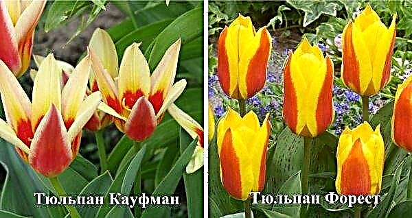 Terry tulipa tardia Angelica: plantio e cuidados, aplicação em paisagismo, foto e descrição Angelique