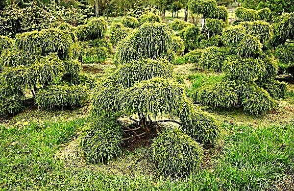 Cypress pea-tree Filifera Nana (Chamaecyparis pisifera Filifera Nana): beskrivelse, plantning og pleje, plante i design af haven, foto
