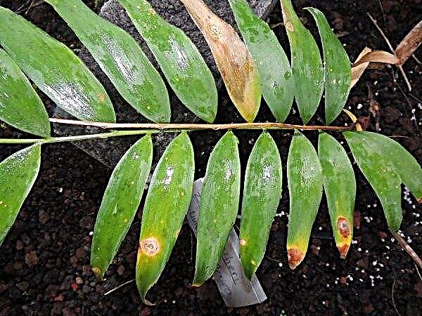 Zamia (indoor plant): home care, photos, signs and superstitions