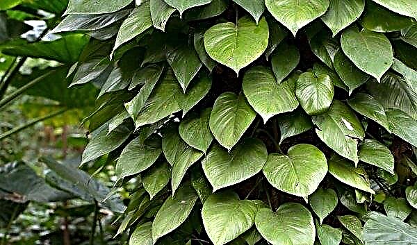 Philodendron: types and names with photos, proper care at home