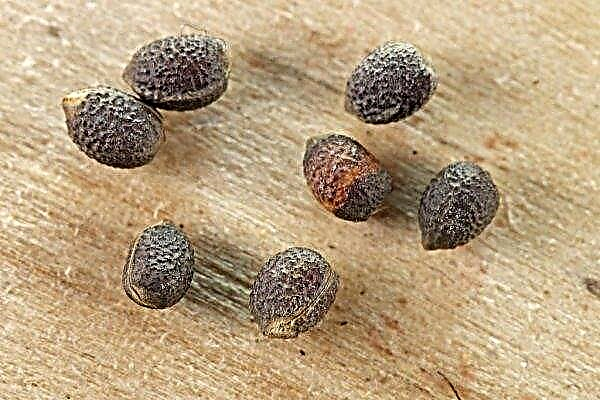Cypress euphorbia: sadnja i njega na otvorenom terenu, uporaba u pejzažnom dizajnu, ljekovita svojstva, transplantacija