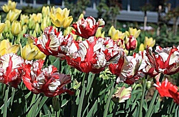Variétés de tulipes perroquet Estella Riznveld: plantation et entretien, application en aménagement paysager, photo et description d'une fleur
