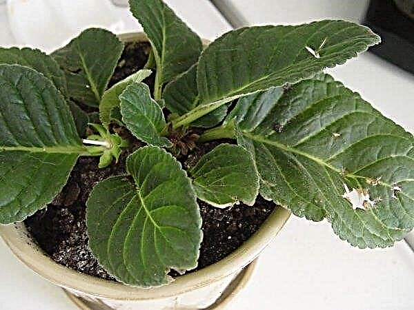 Gloxinia diseases: signs and diagnosis of diseases, transplantation and care of the plant, treatment methods at home, photo
