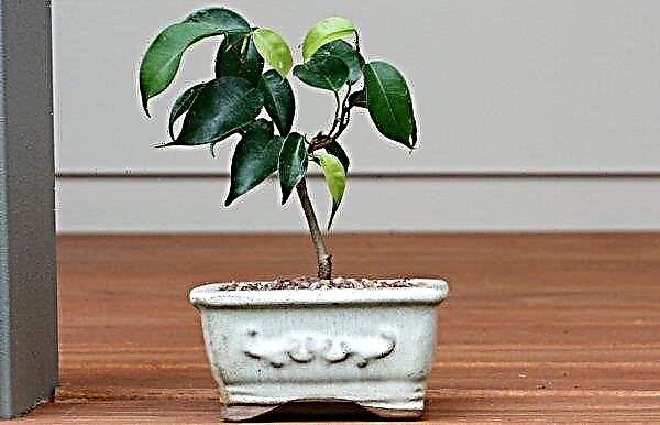 Why do ficus leaves curl: what does this mean, what to do with it