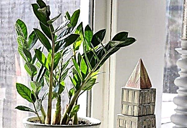 Zamioculcas - “celibacy flower”: why they call it that, signs and superstitions, photos, reviews